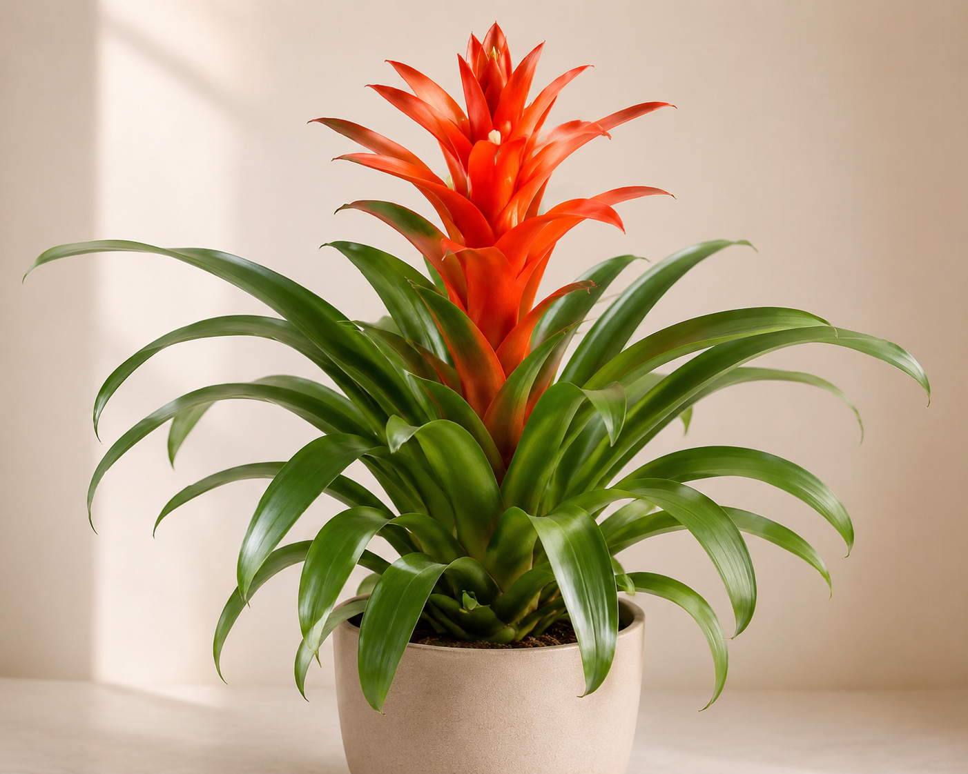 Guzmania bromeliad with glossy green rosette leaves and vivid red-orange flower bracts