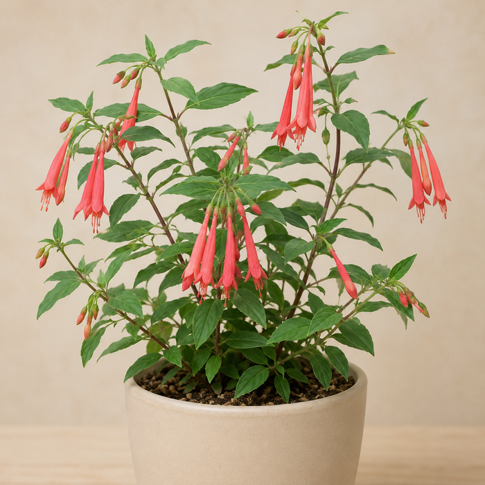 Honeysuckle Fuchsia with upright growth and coral red tubular flowers