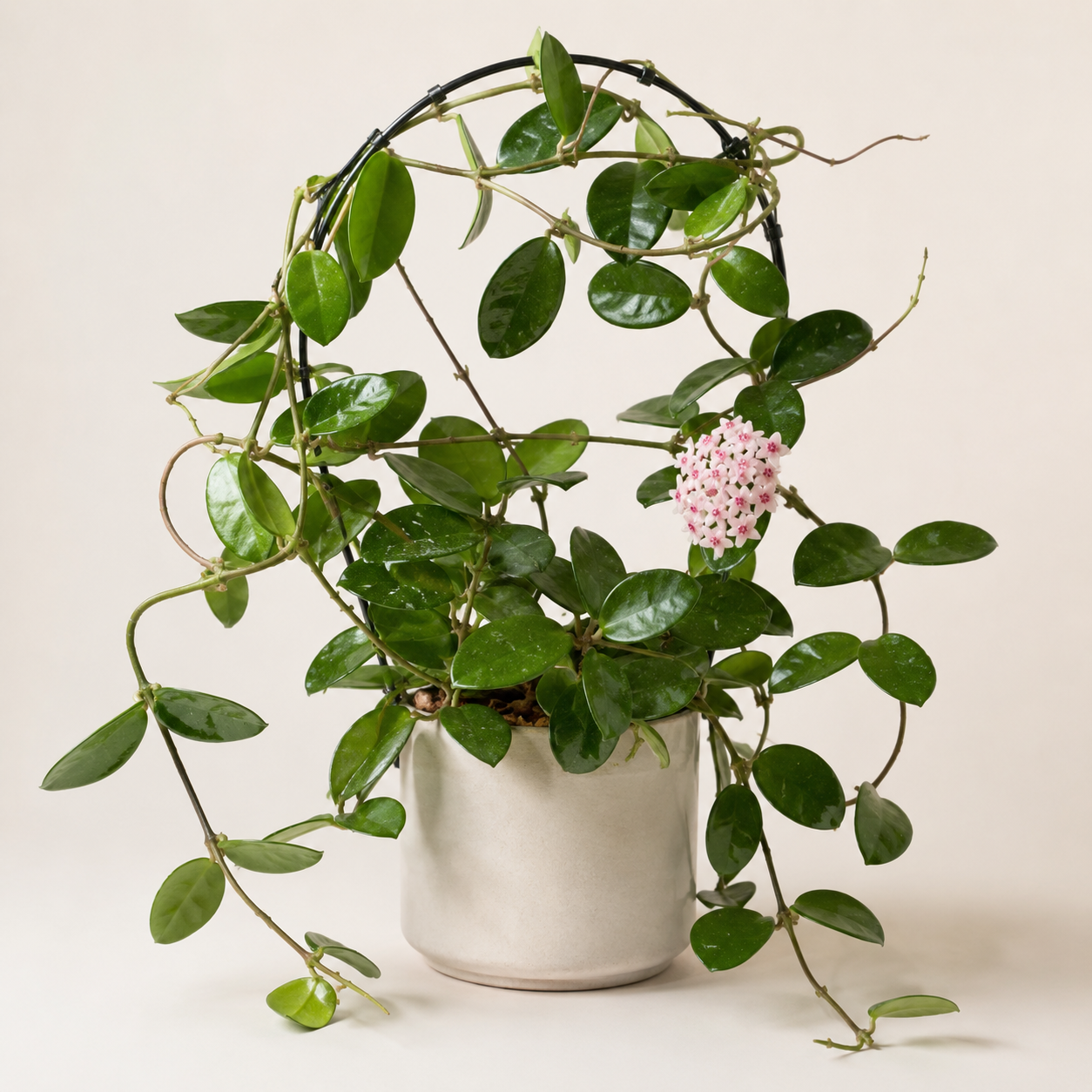 Hoya carnosa with waxy oval green leaves, looping vines and a pale pink flower cluster on a simple hoop