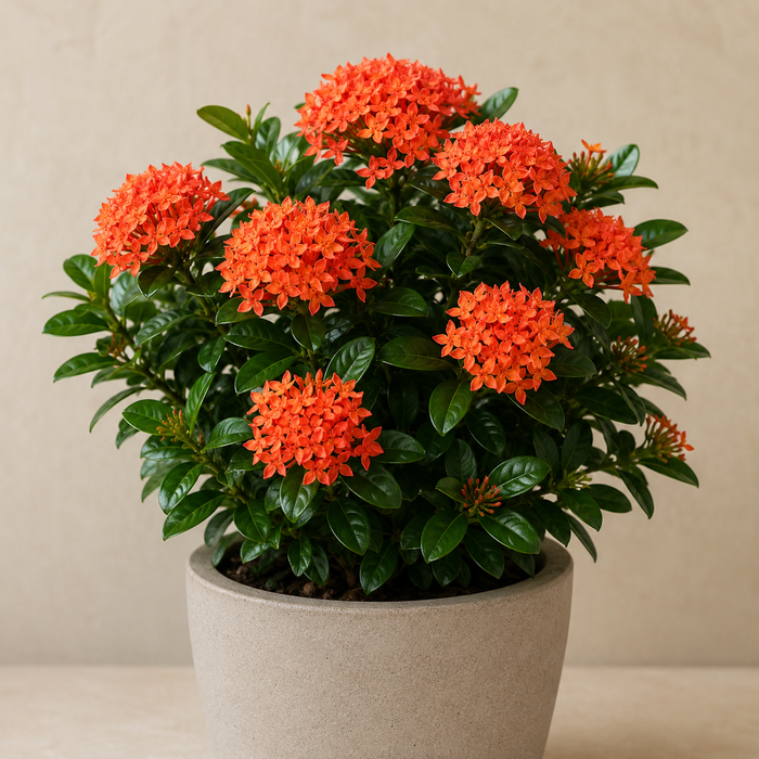 Compact Ixora with glossy green leaves and orange red flower clusters