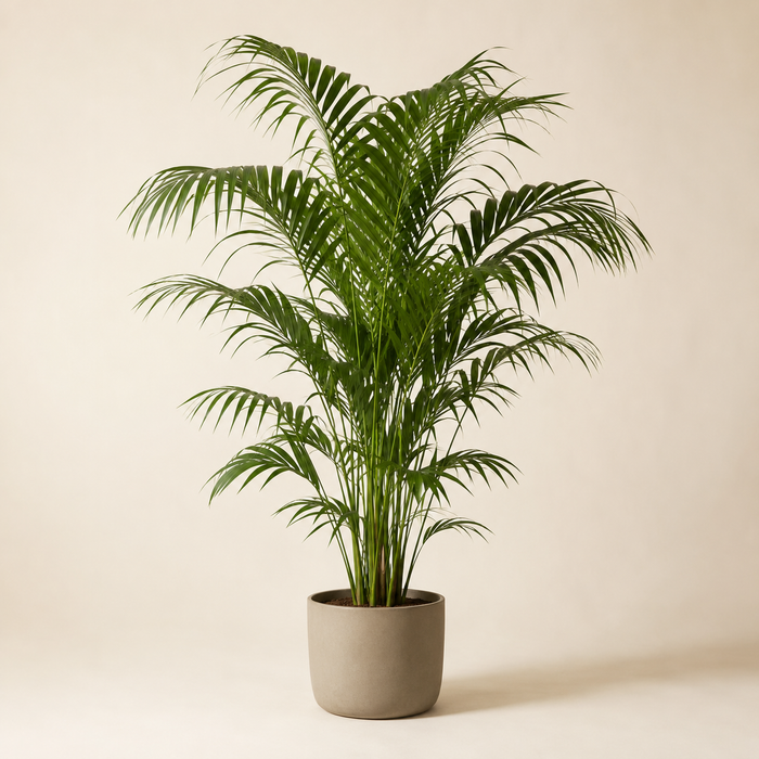 Kentia palm with elegant arching feather-like green fronds