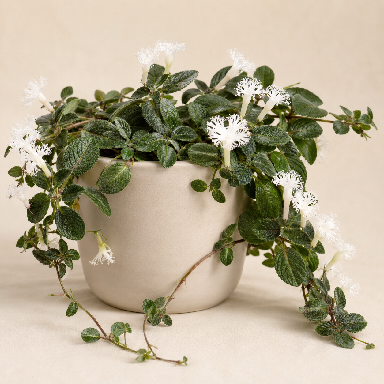 Lace Flower Vine with trailing stolons and white fringed flowers in a neutral planter
