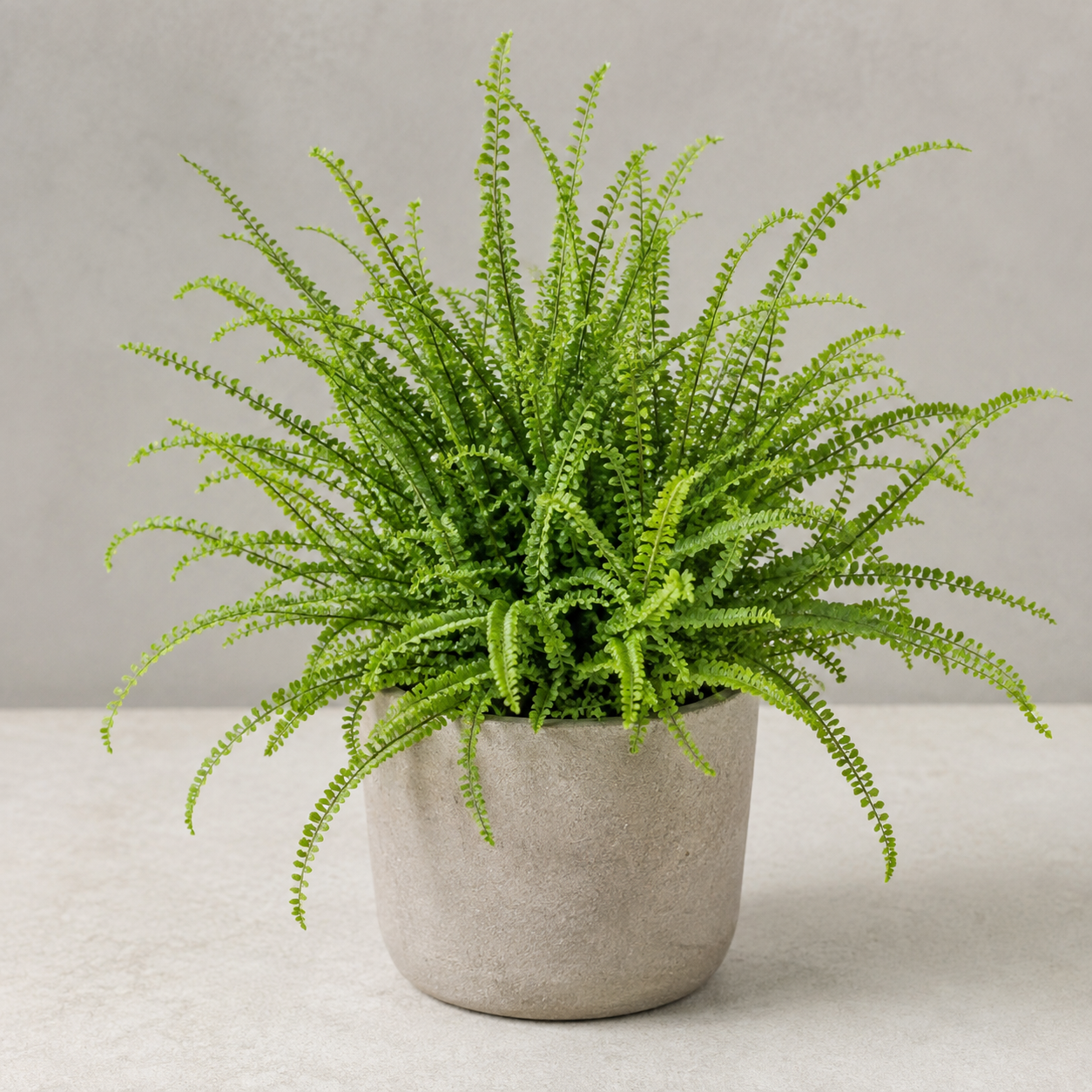 Lemon button fern with compact arching fronds and tiny rounded leaflets