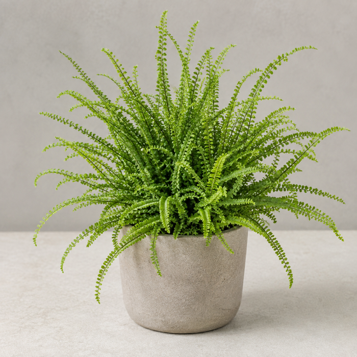 Lemon button fern with compact arching fronds and tiny rounded leaflets