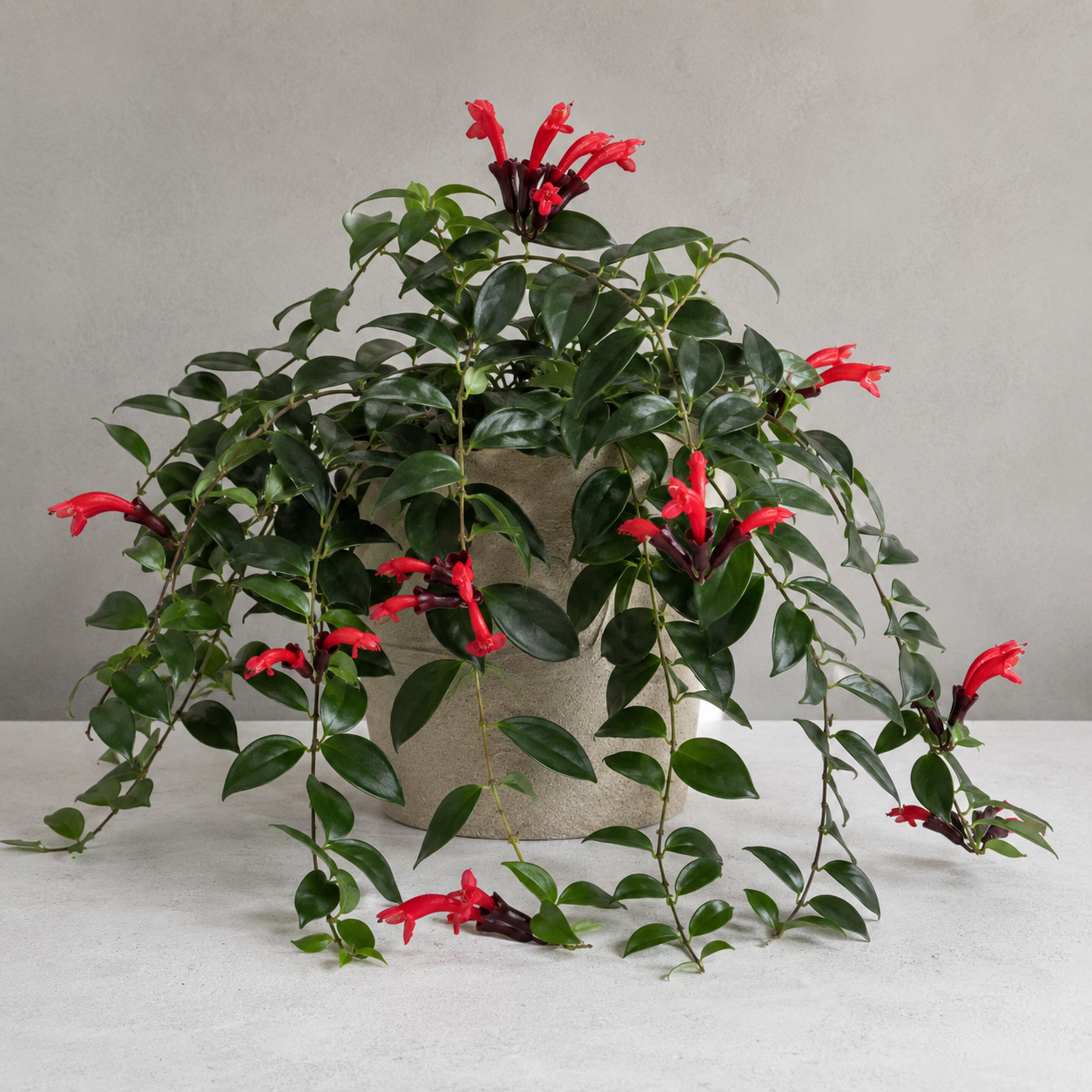 Lipstick plant with trailing glossy leaves and red tubular flowers