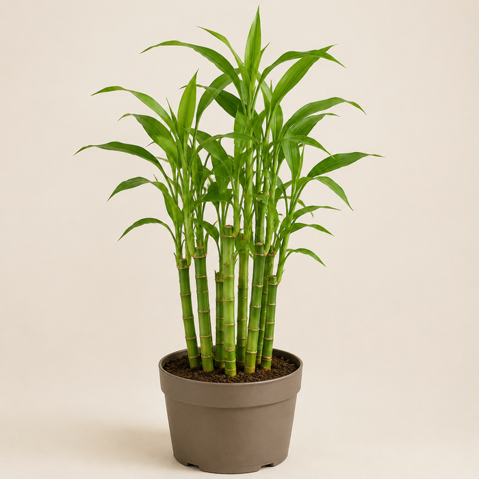 Soil-grown lucky bamboo Dracaena sanderiana with straight green canes