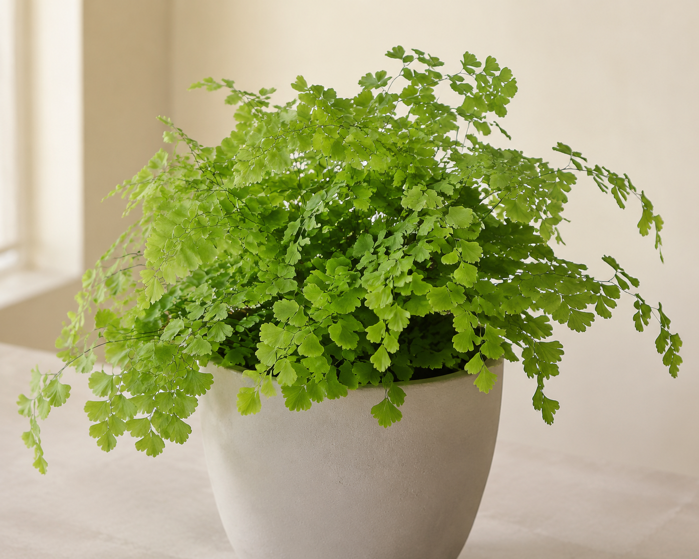 Maidenhair fern with delicate bright green fan-shaped leaflets on fine black stems