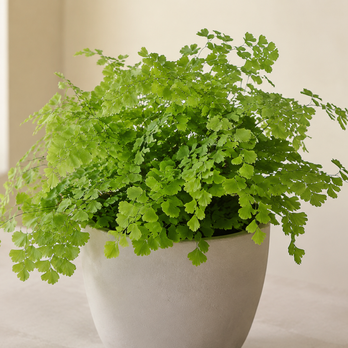 Maidenhair fern with delicate bright green fan-shaped leaflets on fine black stems