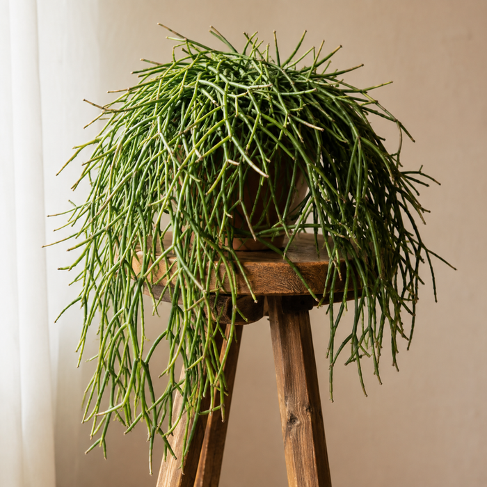 Mistletoe cactus with thin spineless green stems cascading from a pot