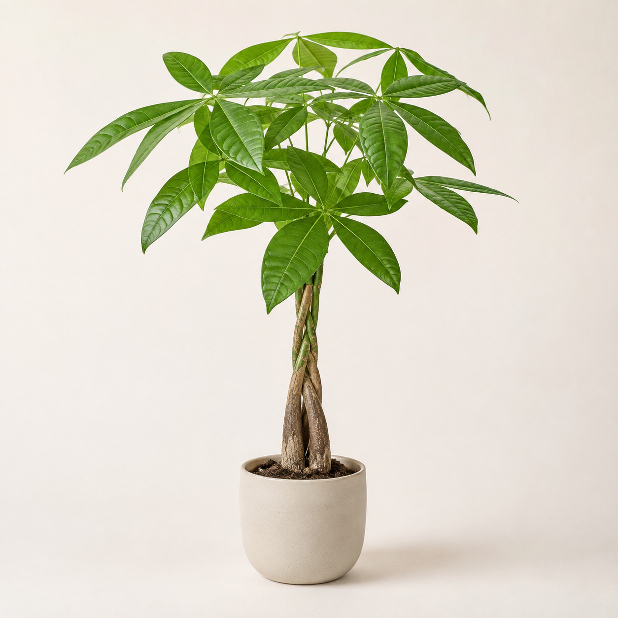 Healthy money tree with a braided trunk and palmate green leaves in a neutral pot