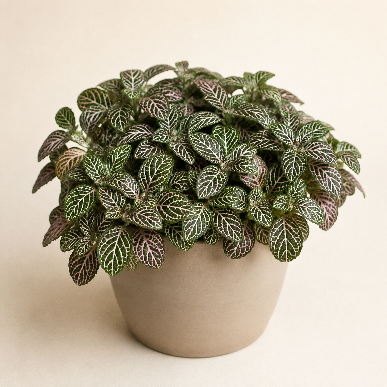 Fittonia nerve plant with white and pink veined leaves