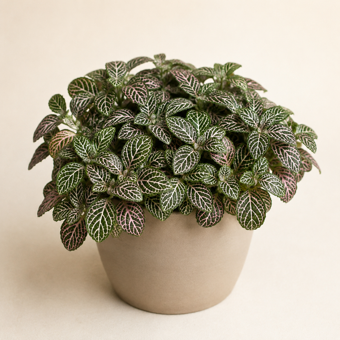 Fittonia nerve plant with white and pink veined leaves