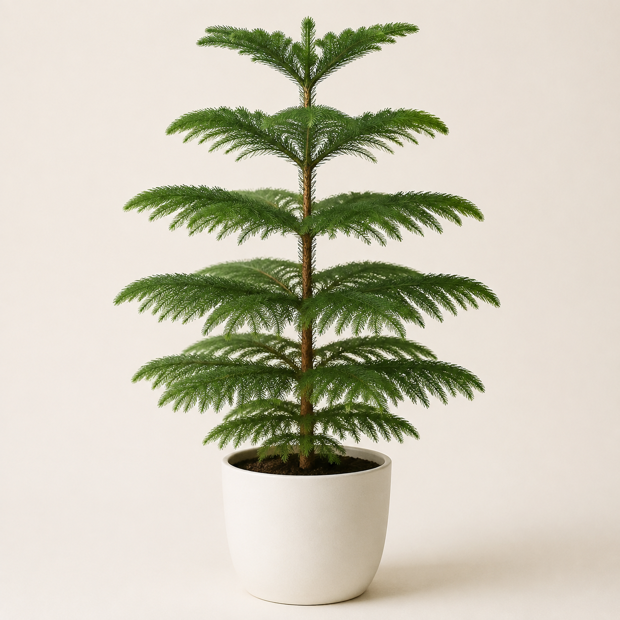 Young Norfolk Island pine with symmetrical tiered branches
