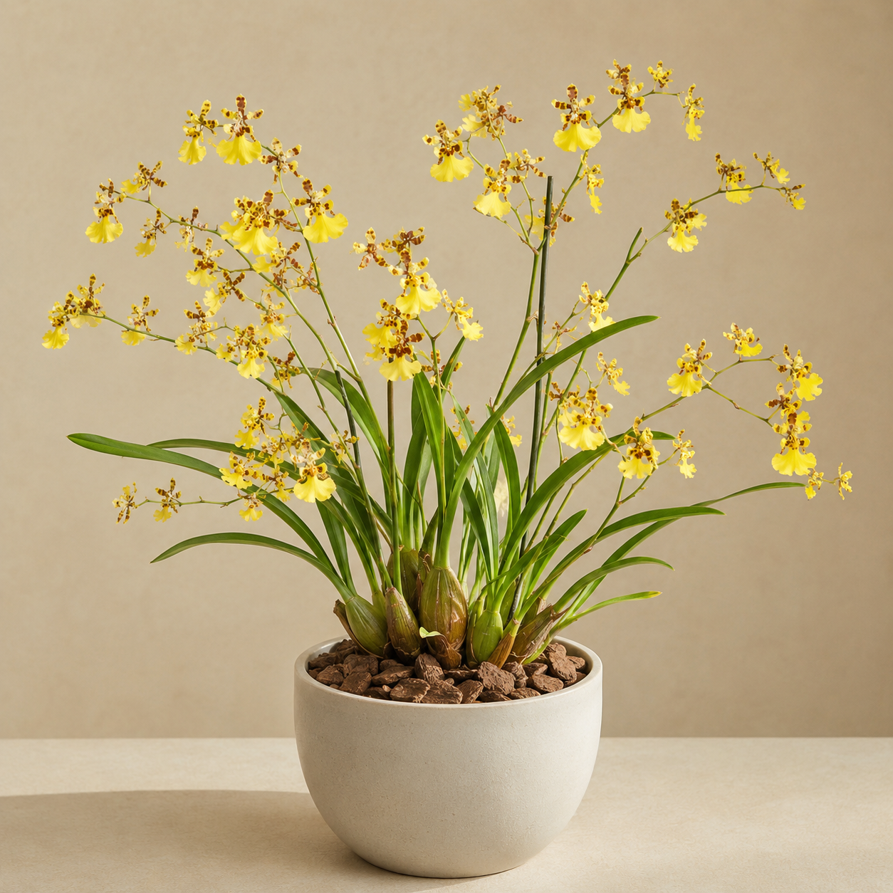 Oncidium orchid with pseudobulbs, strap leaves, and branching sprays of yellow flowers