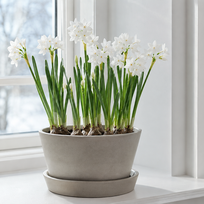 Soil-grown Paperwhite narcissus bulbs with white flowers and upright green leaves