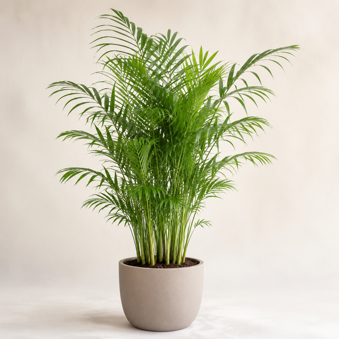 Parlor palm Chamaedorea elegans with delicate arching fronds