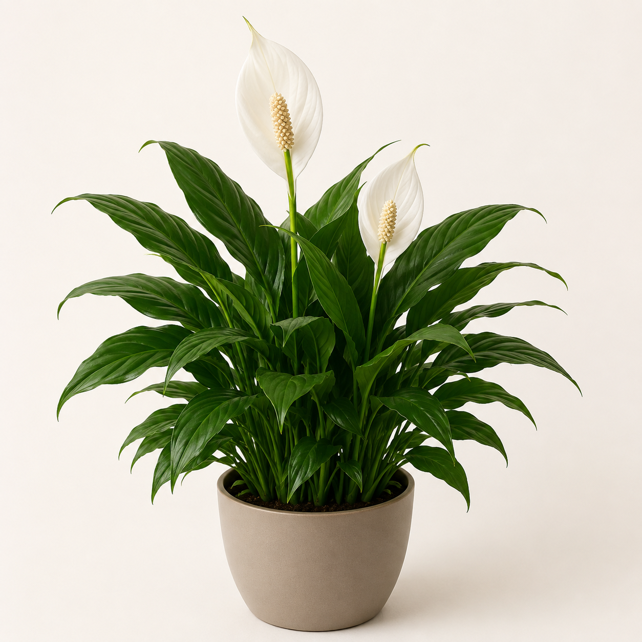 Peace lily with glossy green leaves and white spathes in a neutral nursery pot