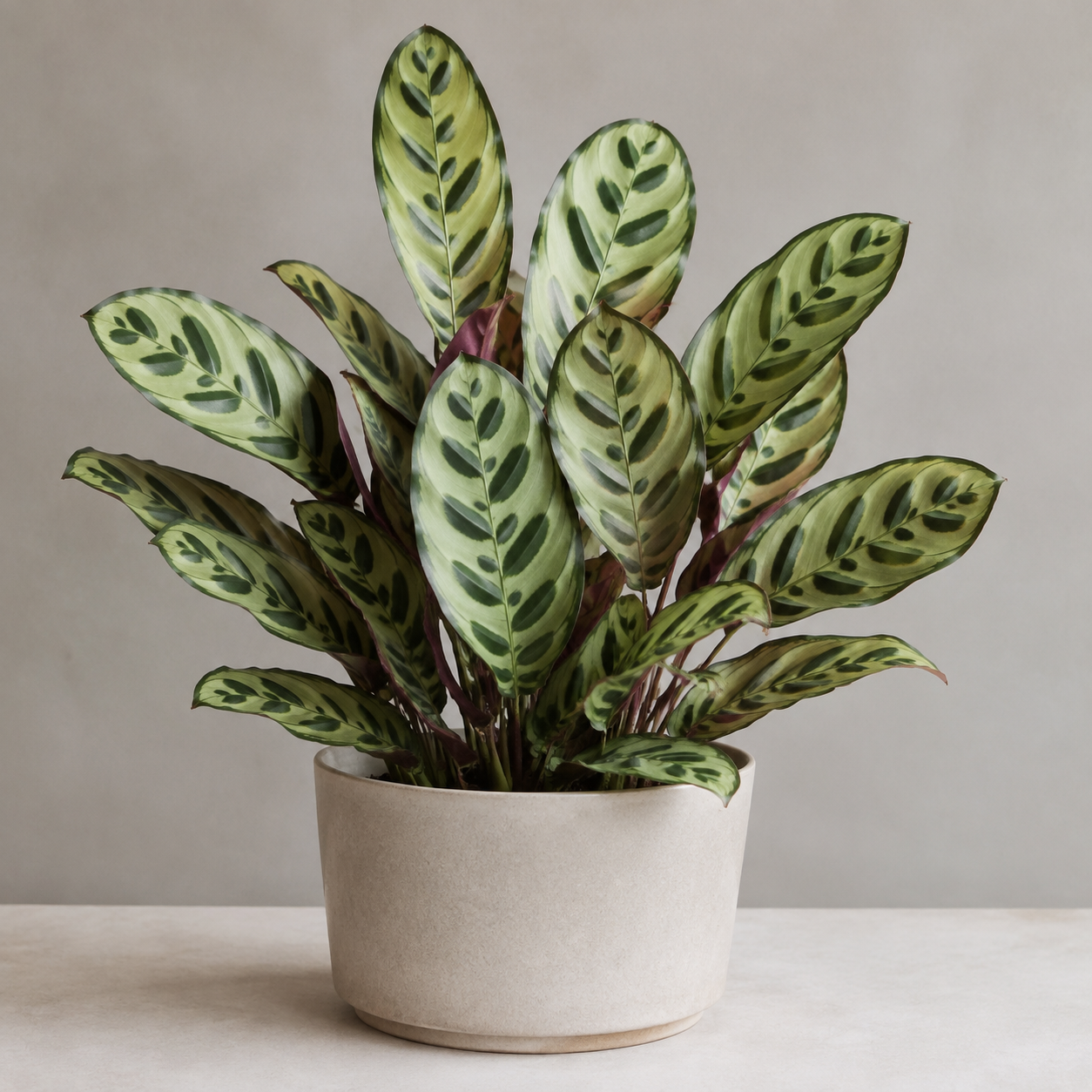 Peacock plant with patterned green leaves and burgundy undersides