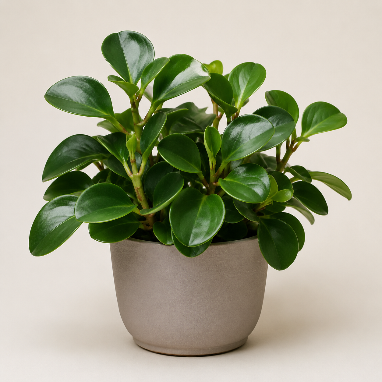 Peperomia obtusifolia with compact glossy oval leaves