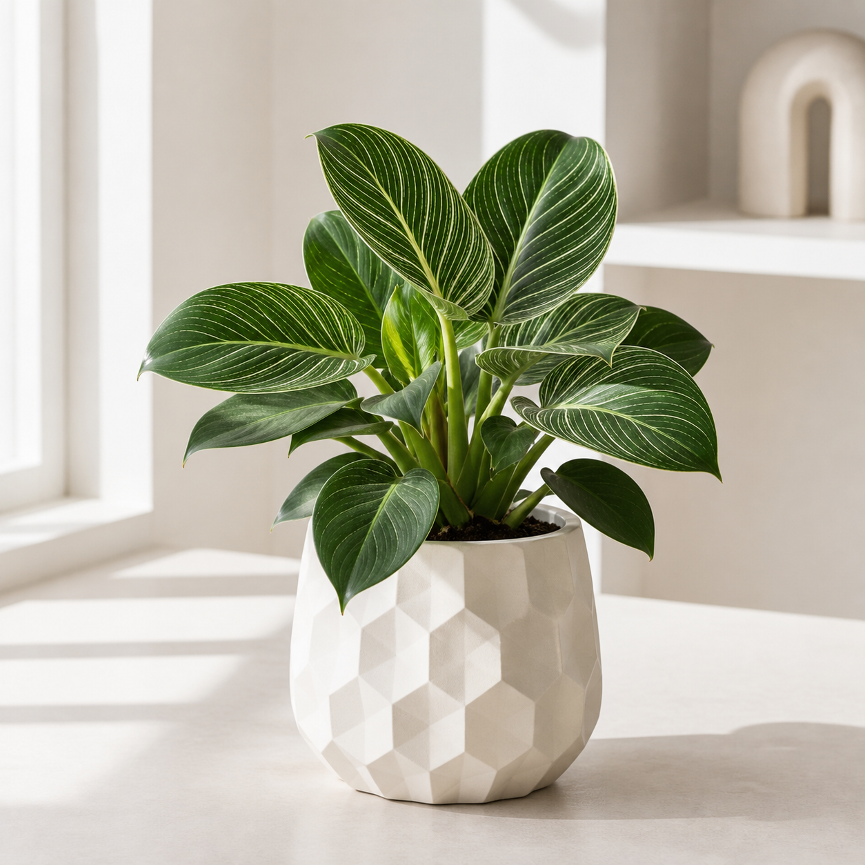 Philodendron Birkin Pot Size Chart, Growth Stages, and Care
