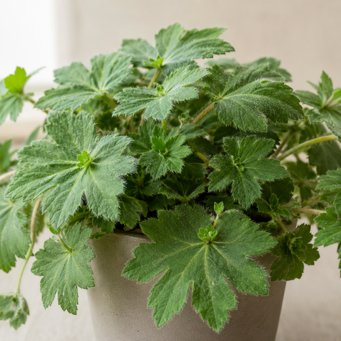 Piggyback plant with hairy lobed leaves and plantlets growing on mature leaves