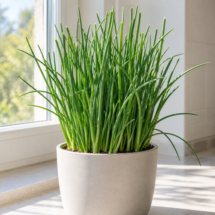 Common Chives forming a dense clump of upright hollow green leaves indoors