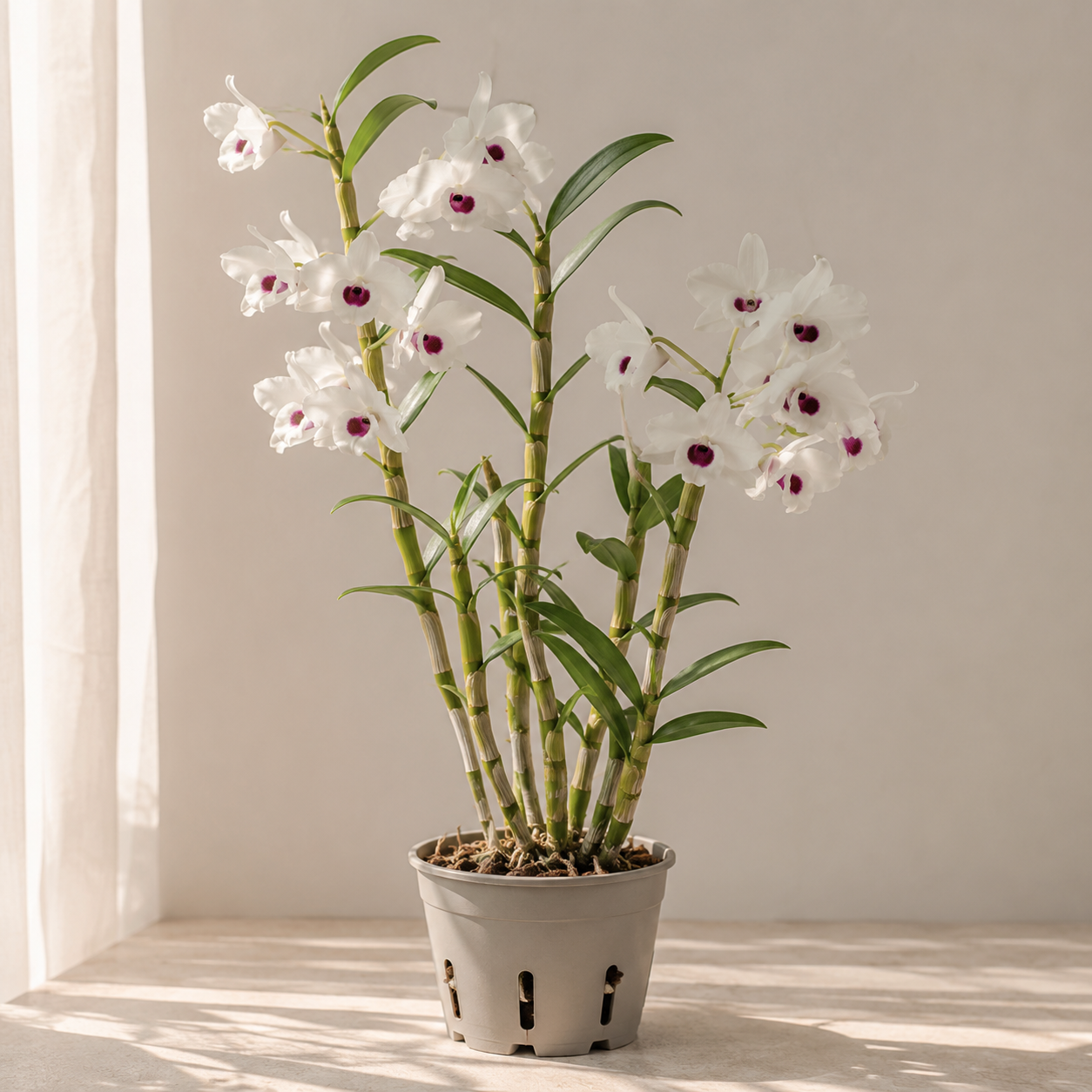 Cane-type Dendrobium orchid with segmented pseudobulbs and white-purple flowers in a ventilated pot