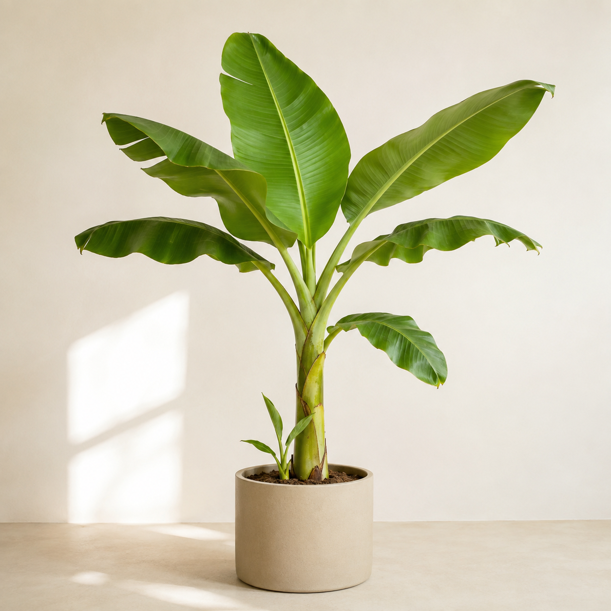 Young dwarf banana plant (Musa acuminata) with broad paddle leaves and a small basal pup in a neutral planter