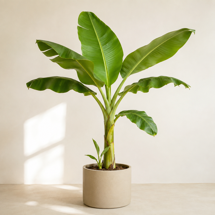 Young dwarf banana plant (Musa acuminata) with broad paddle leaves and a small basal pup in a neutral planter