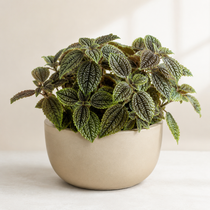Friendship Plant (Pilea involucrata) with quilted bronze-green leaves in a low neutral indoor planter