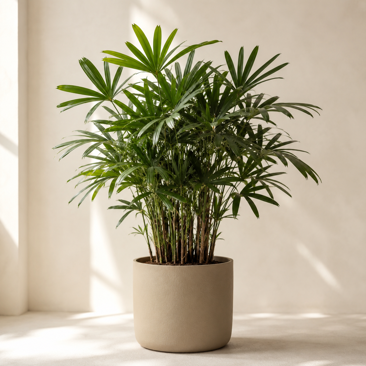 Lady Palm (Rhapis excelsa) with clustered fiber-covered canes and divided fan leaves in a neutral indoor planter