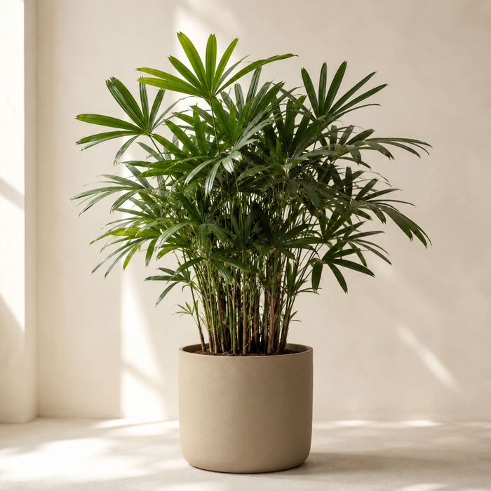 Lady Palm (Rhapis excelsa) with clustered fiber-covered canes and divided fan leaves in a neutral indoor planter