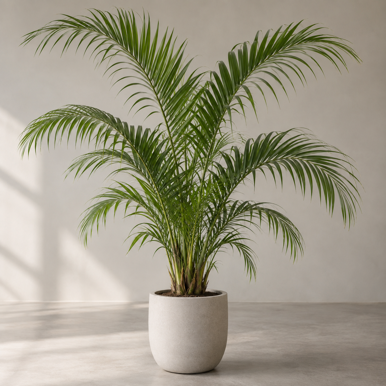 Young Majesty Palm with arching pinnate fronds in a neutral indoor planter