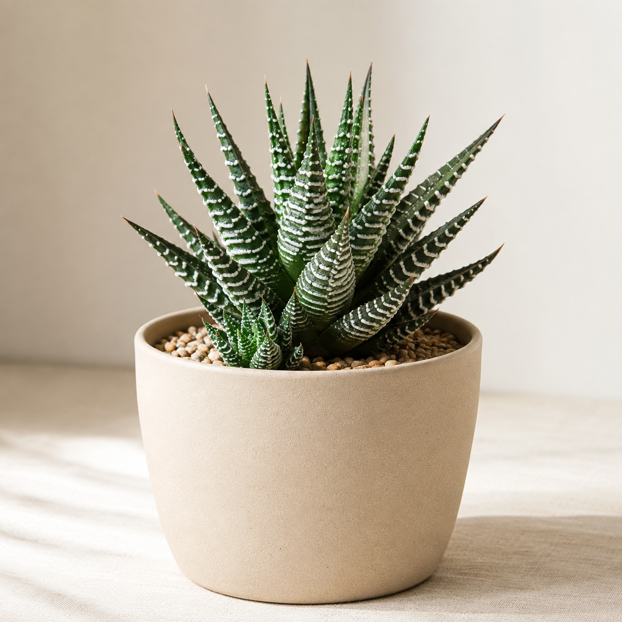 Zebra Haworthia (Haworthiopsis fasciata) rosette with white-striped leaves and basal offsets in a small neutral planter
