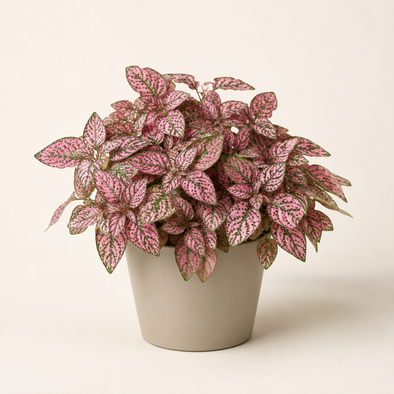 Pink polka dot plant with compact spotted foliage