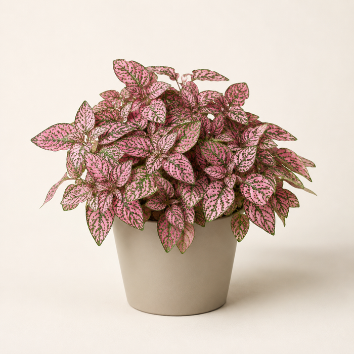 Pink polka dot plant with compact spotted foliage