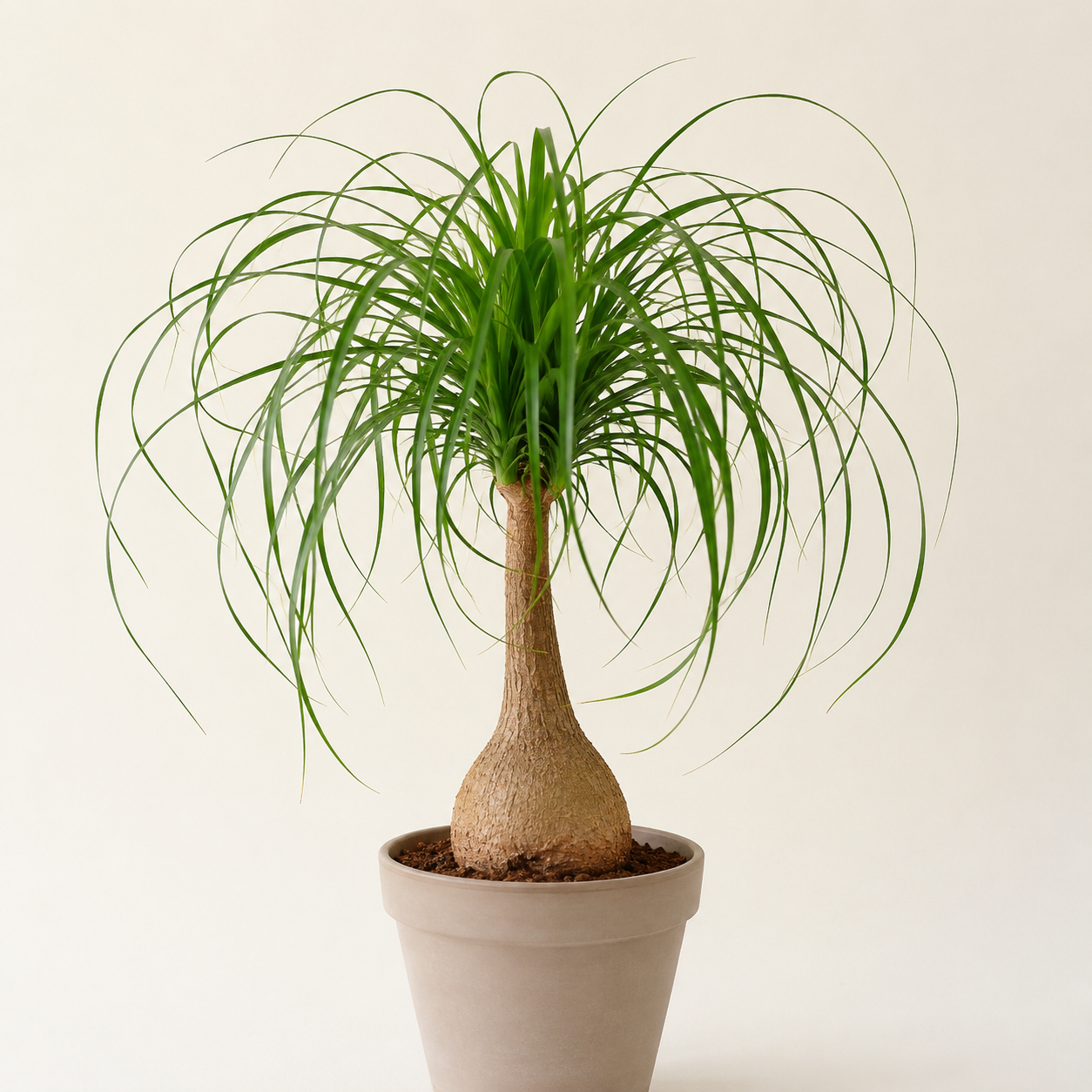 Tabletop ponytail palm with a swollen caudex and long curling green leaves in a neutral nursery pot