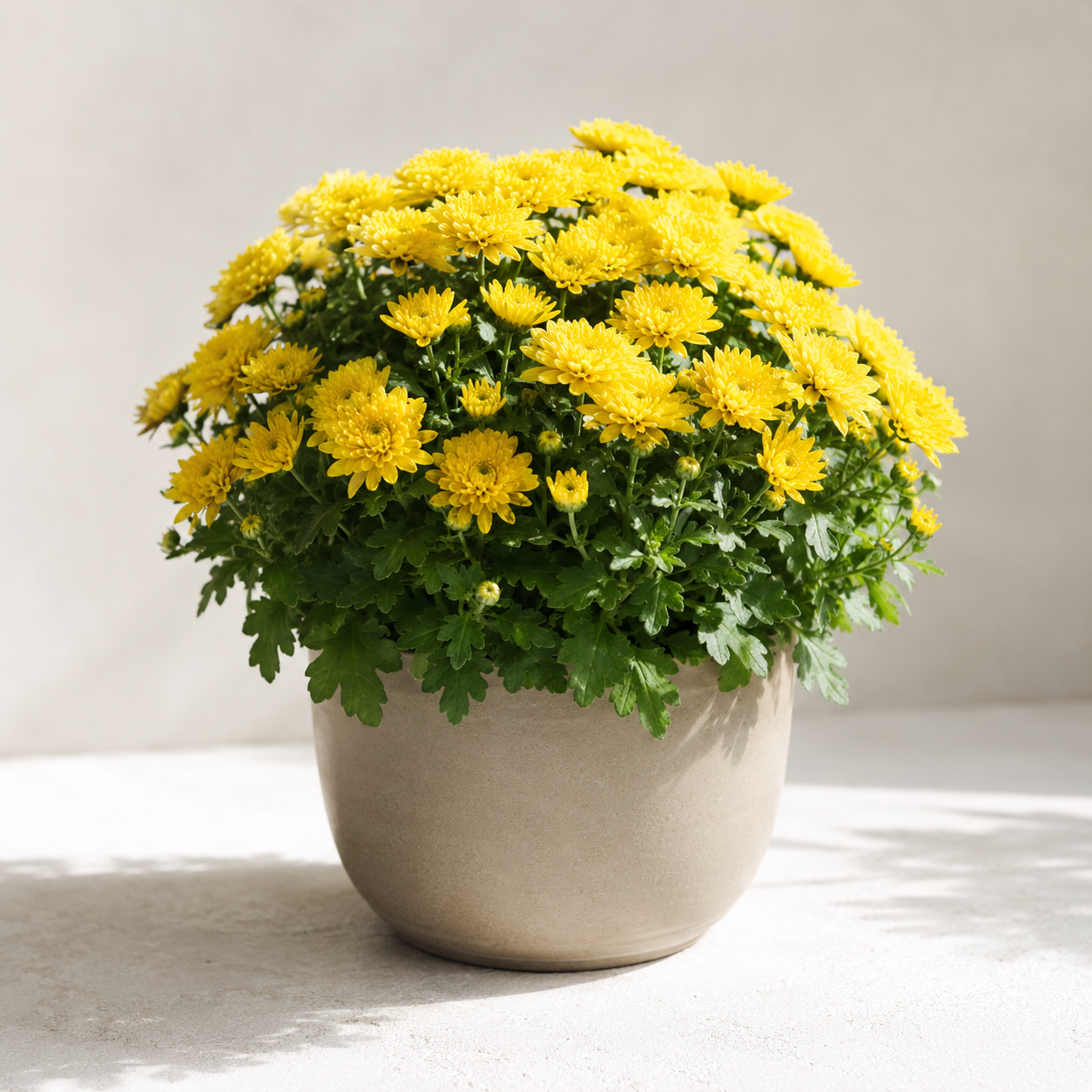 Compact yellow potted mum with dense blooms and lobed green leaves