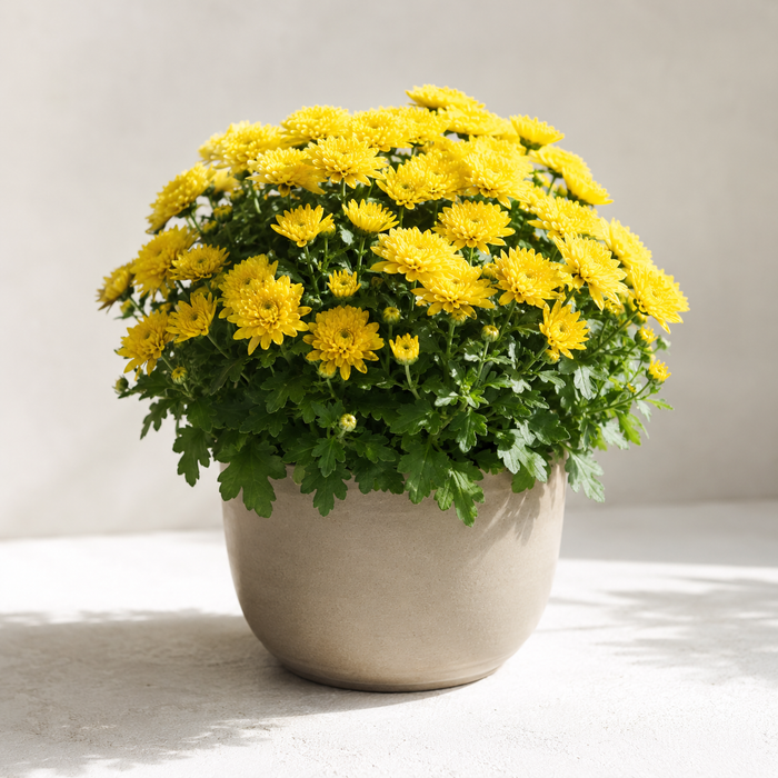 Compact yellow potted mum with dense blooms and lobed green leaves