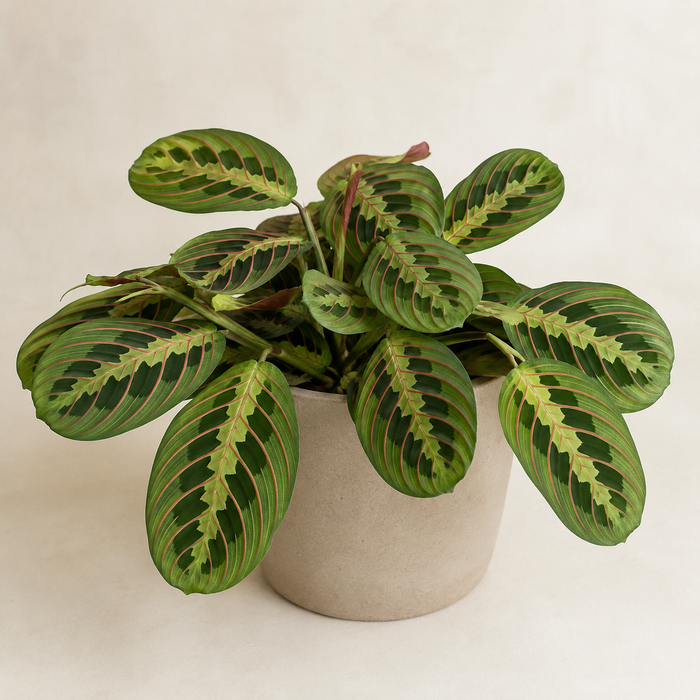 Prayer plant with oval patterned leaves and red veins in a neutral pot