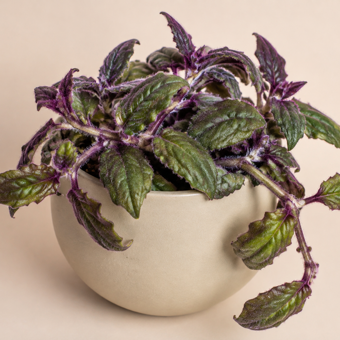 Purple passion plant with velvety green leaves and stems covered in vivid purple hairs