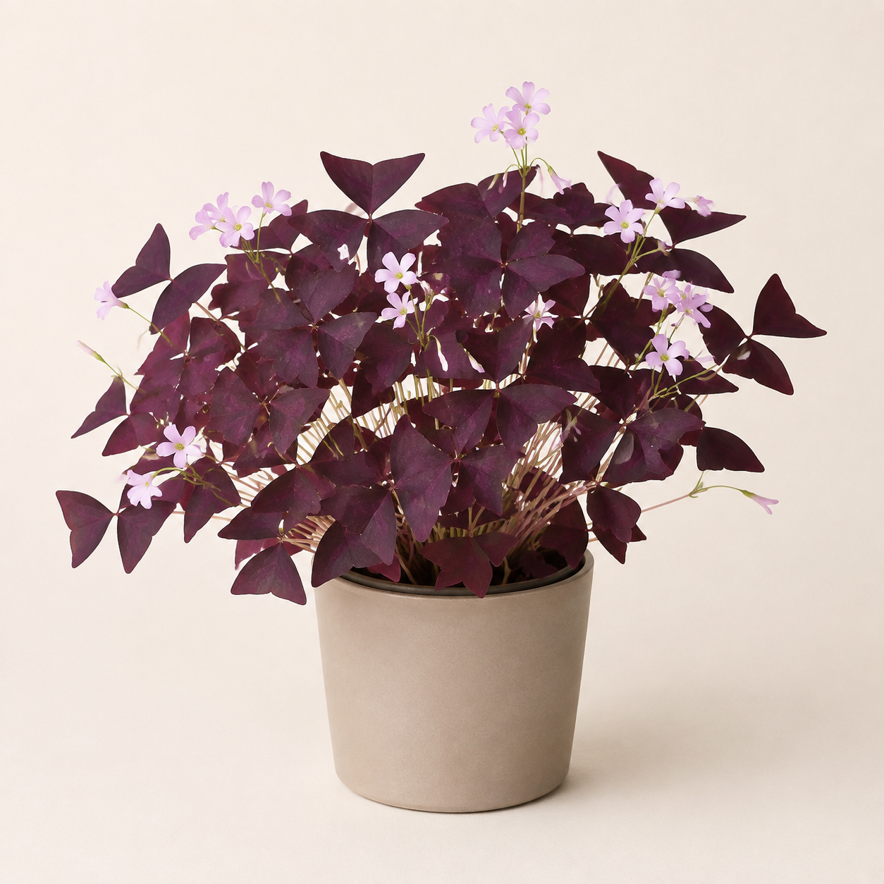 Purple shamrock with triangular burgundy leaves and pale pink flowers