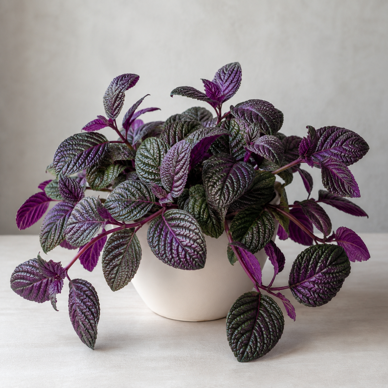 Purple waffle plant with puckered green and purple trailing leaves