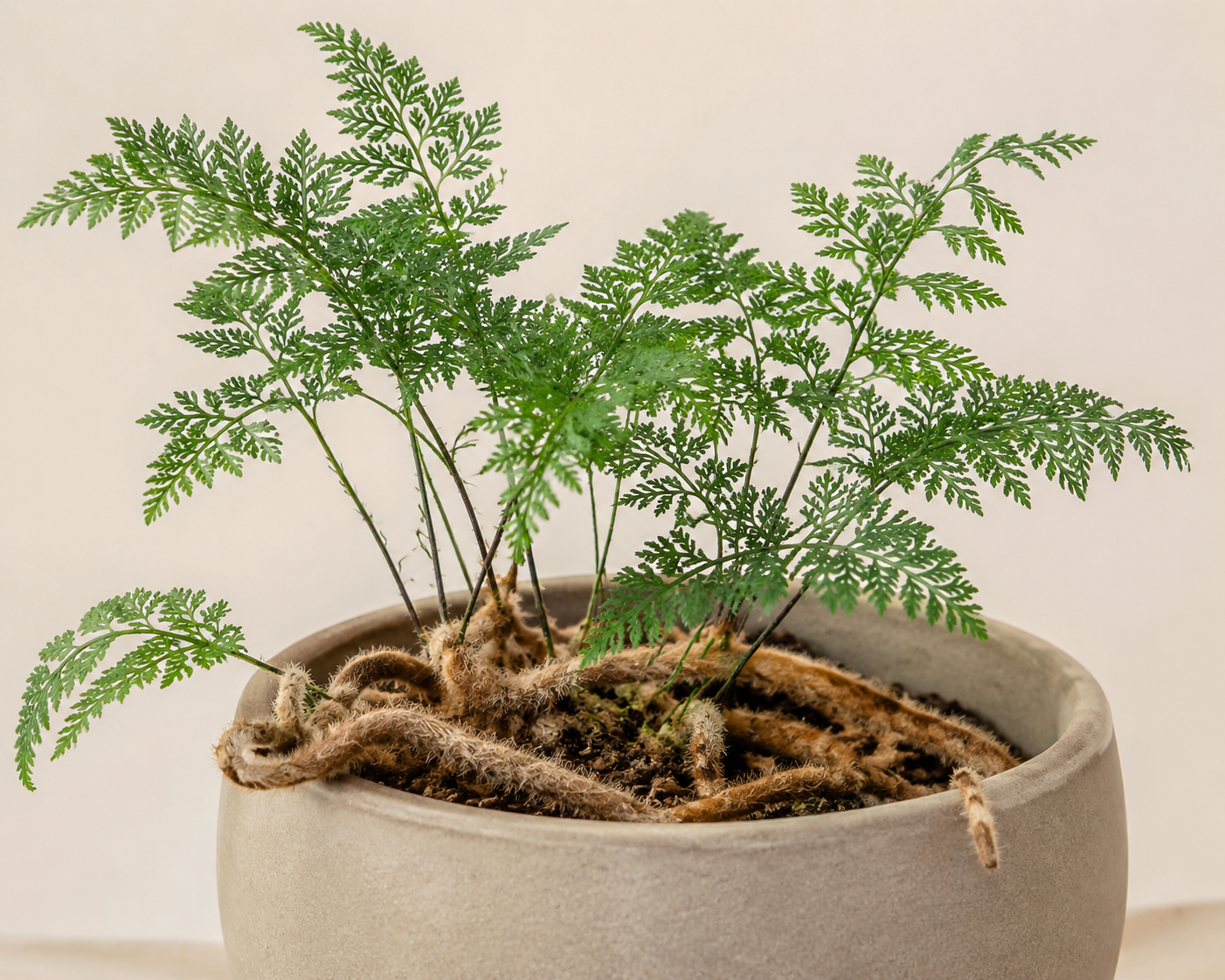 Rabbit's foot fern with finely divided green fronds and fuzzy tan rhizomes over the pot rim