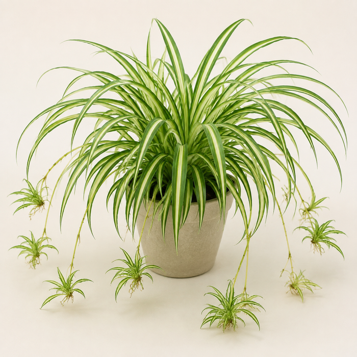 Variegated spider plant with arching leaves and hanging plantlets in a neutral pot
