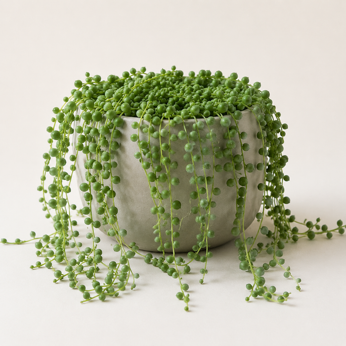 String of pearls succulent with many trailing stems of round green leaves cascading from a neutral pot