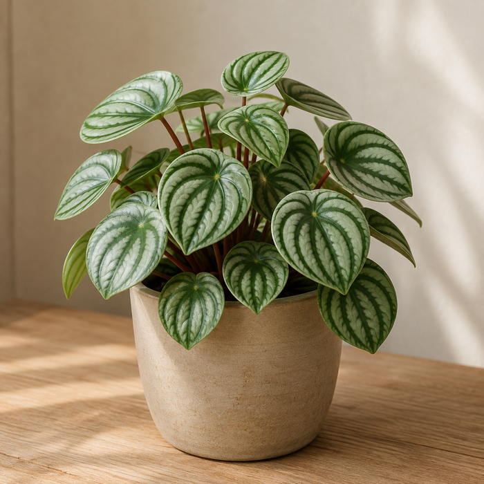 Watermelon peperomia with silver striped leaves and red petioles