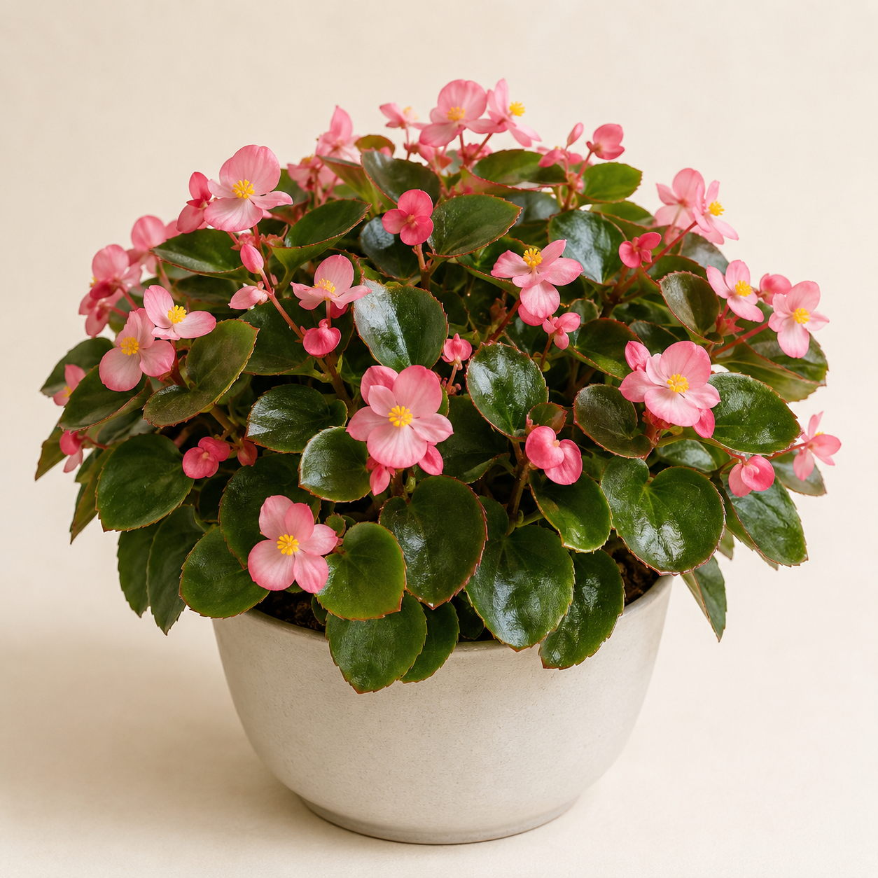 Wax Begonia with glossy green leaves and pink flowers in a neutral planter
