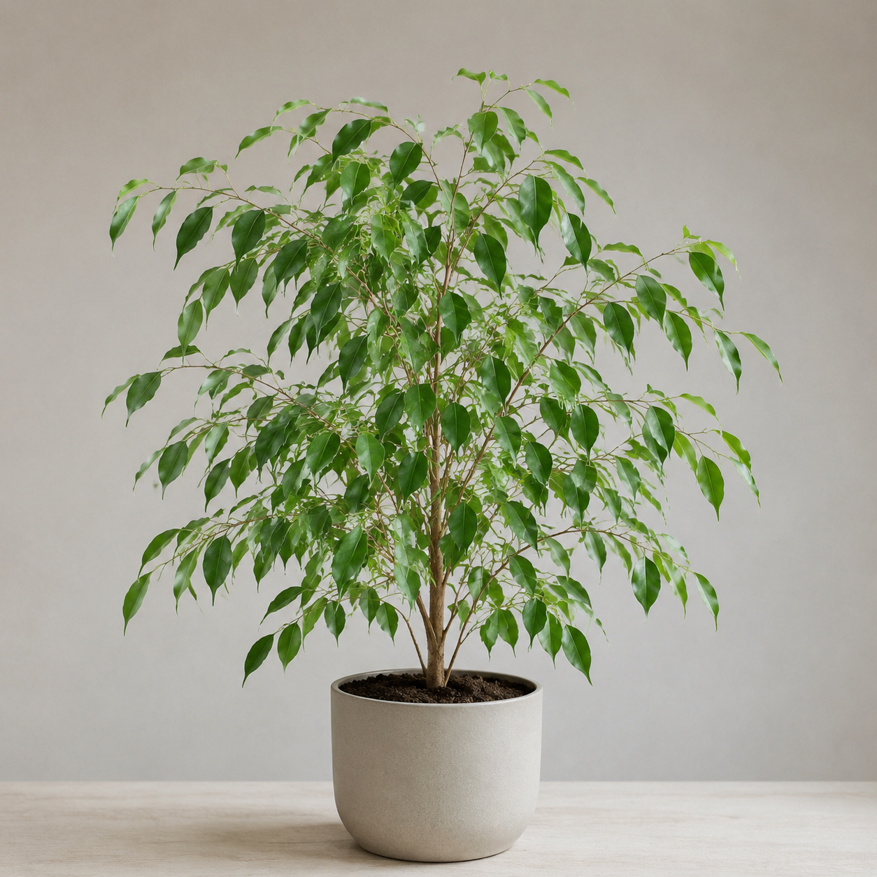 Weeping fig with arching branches and glossy pointed green leaves