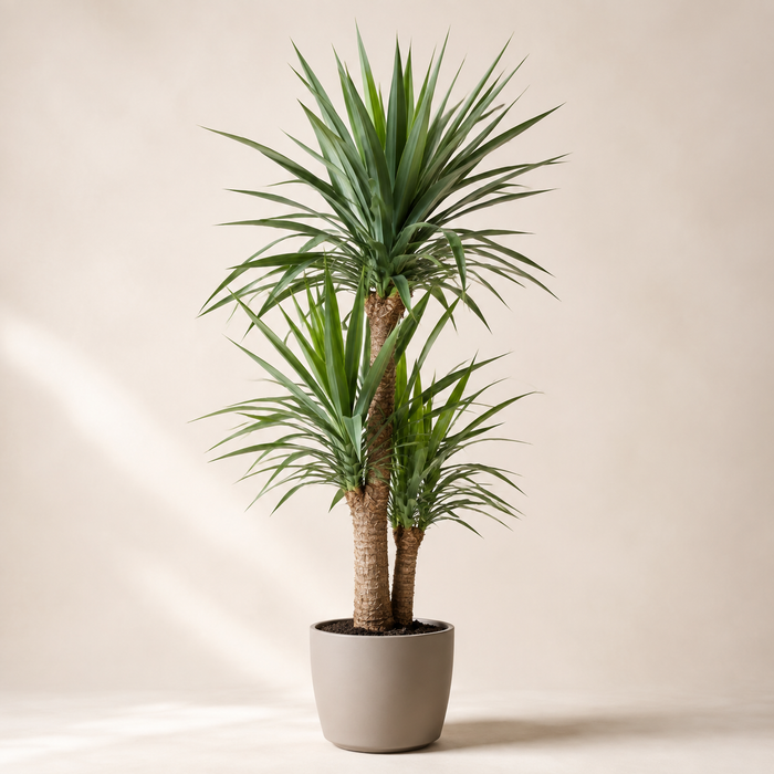 Indoor yucca cane with woody trunks and upright sword-shaped leaves